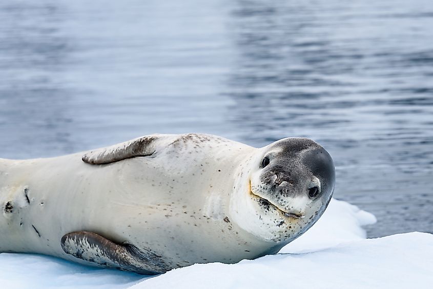 leopard seal