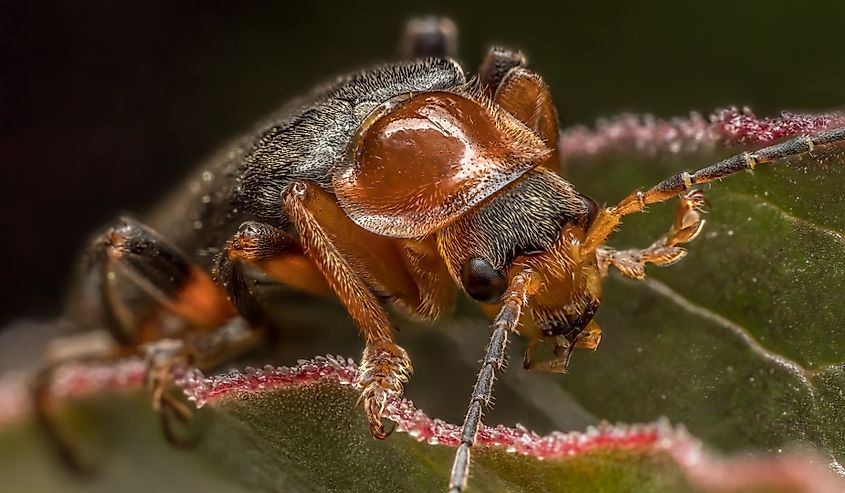 Closeup of Bombardier beetle sitting on a plant leaf