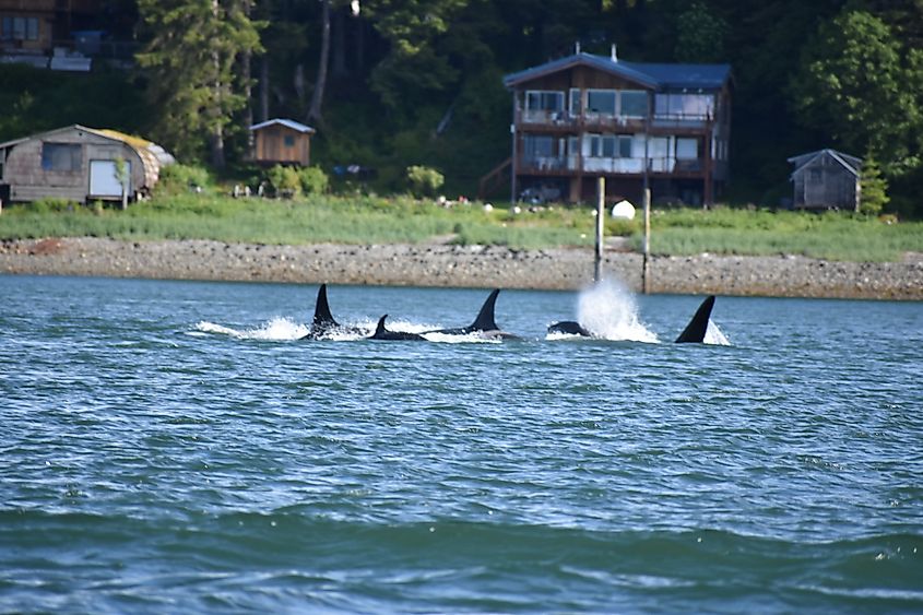 Resident pod of orcas outside Juneau, Alaska. Credit: Dorwils, CC BY-SA 4.0 <https://creativecommons.org/licenses/by-sa/4.0>, via Wikimedia Commons