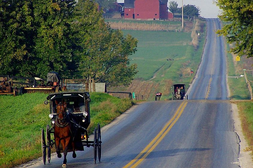 Amish buggies on the road with a red barn in the background approaching; Mt. Eaton, Ohio