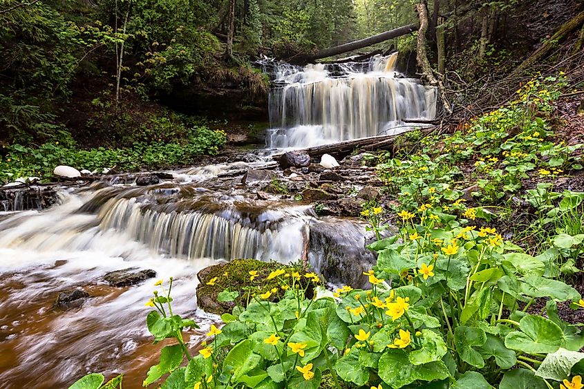 Marsh marigolds are in full bloom at Wagner Falls Scenic Site near Munising, Michigan