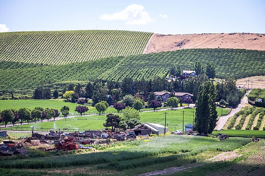 Scenic Vineyard in the Yakima Valley, Washington.