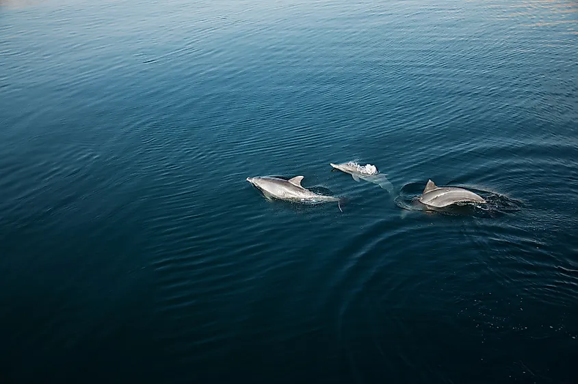 Persian Gulf animals