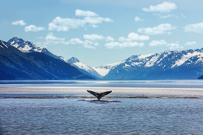A humpback whale at the Glacier Bay National Park and Preserve.