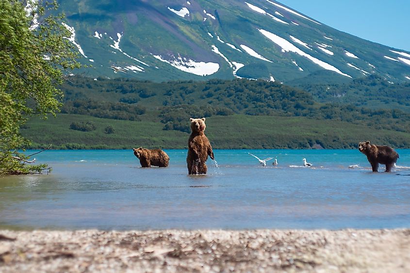Wild bears in Kamchatka
