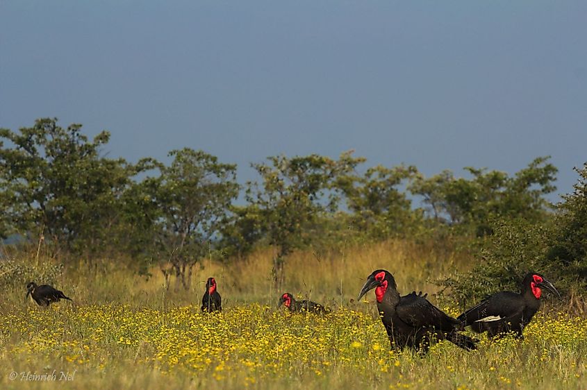 Southern ground hornbills