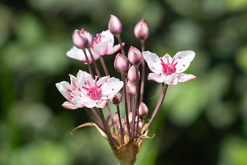 Close up of Flowering Rush (Butomus umbellatus) in bloom.
