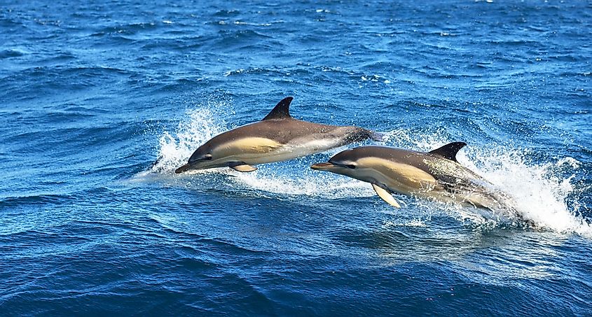 Striped dolphins in the sea.