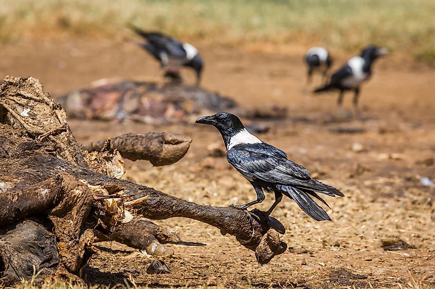 pied crow scavenging