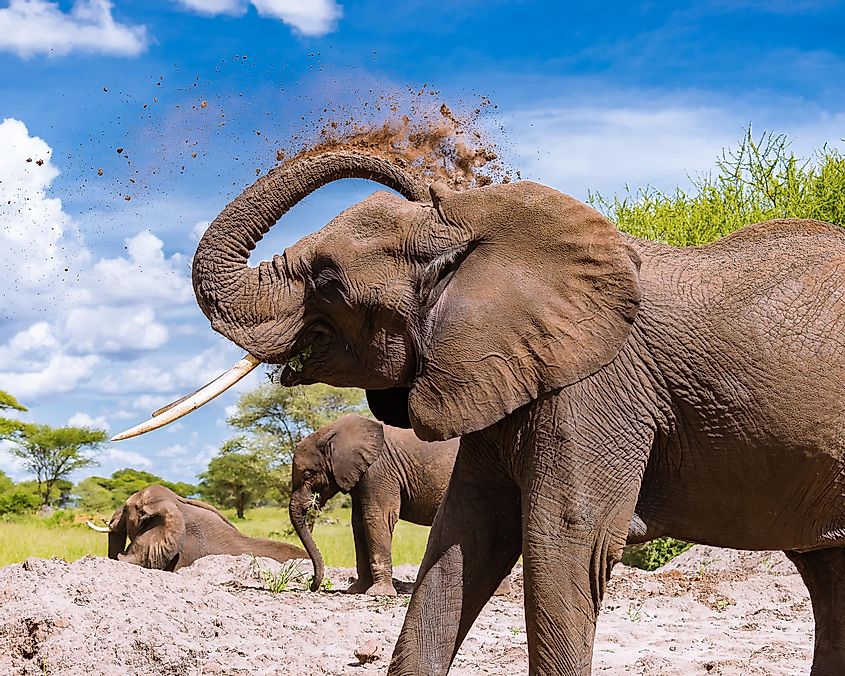 elephant Serengeti National Park