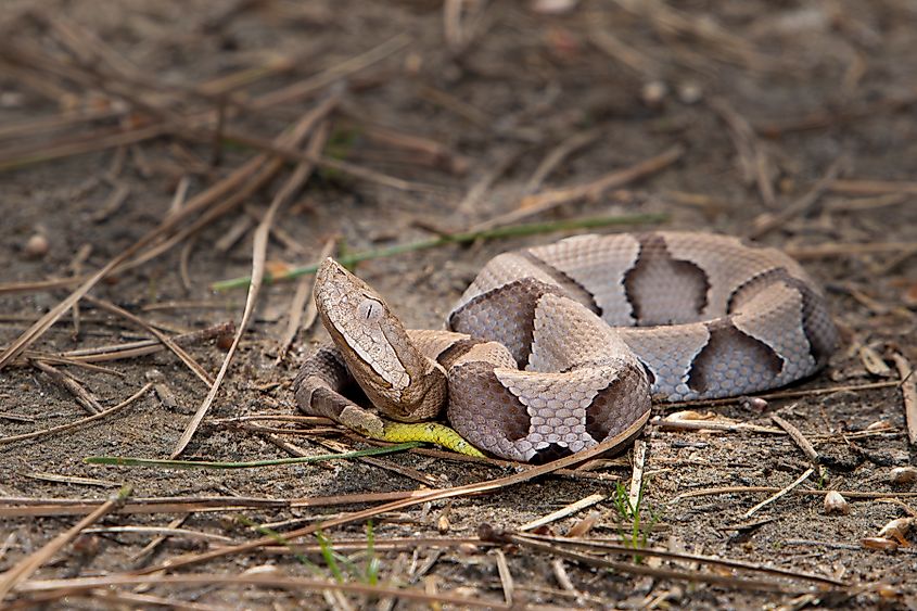 Southern Copperhead (Agkistrodon contortrix contortrix) neonate, young, juvenile in an East Texas forest.