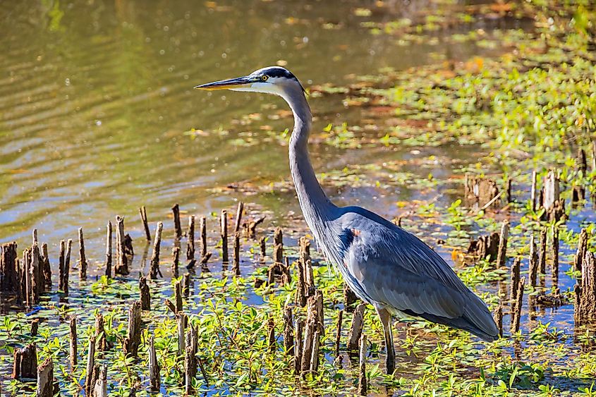 A close up shot of a grey heron in Gathering Place Park at Tulsa, Oklahoma