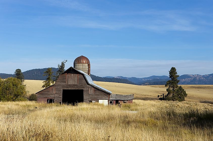 An old barn stands in the dry grass of autumn on a sunny morning near Harrison, Idaho.