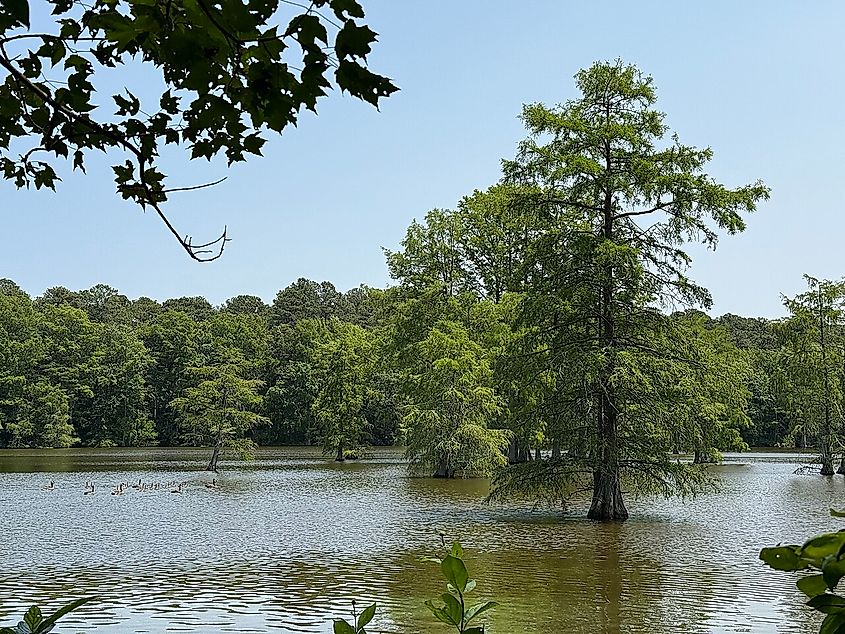 Trap Pond in Sussex County, Delaware.