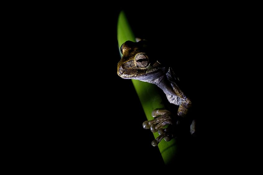 Common Mexican tree frog - Smilisca baudinii nocturnal species of tree frog