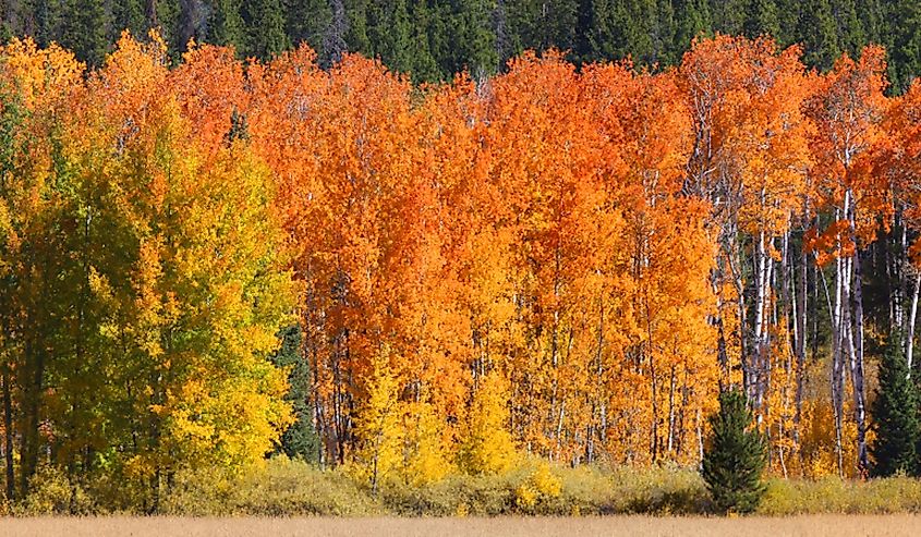 Autumn trees in Yellowstone National Park