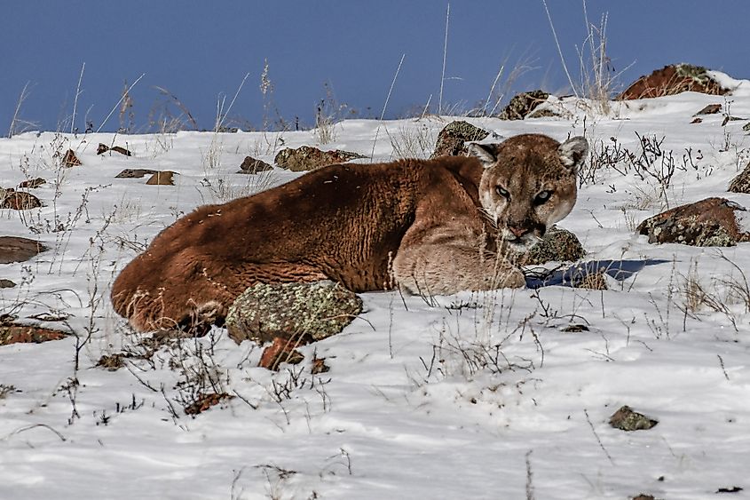 Mountain lion in Yellowstone National Park.