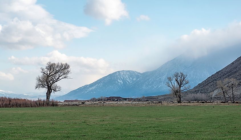 USA, Nevada, Douglas County, Genoa. Short cut grass on a green agricultural field used for grazing on a rural ranch.