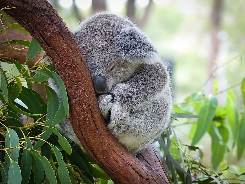 16 Animals That Live in Australia - WorldAtlas 16 Animals That Live in Australia - WorldAtlas