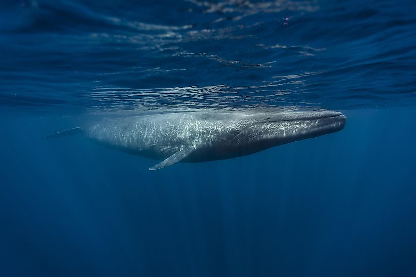 Blue Whale, Mirissa, Sri Lanka, Indian Ocean