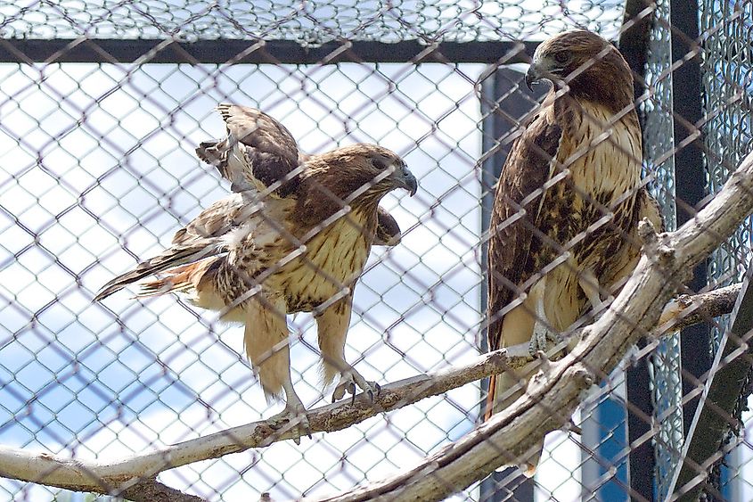 Red-Tailed Hawk s(Buteo jamaicensis) at the Chaninkapa Zoo by the Kangaroos. Craig Maas. Flickr.