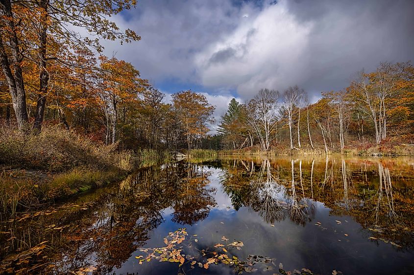 A pond at the side of Anstruther Road in Kawartha Highlands Provincial Park. Photo credit: Brendan Cane