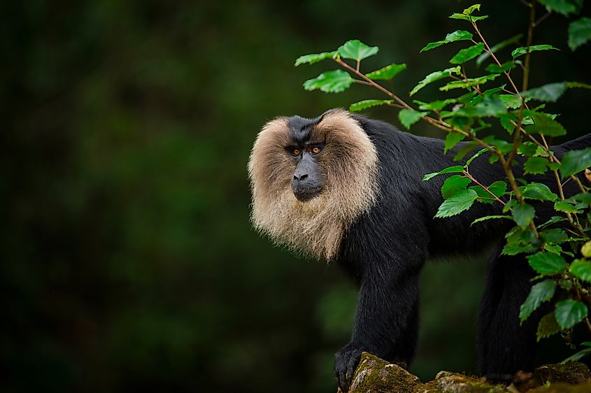 lion tailed macaque westen ghats