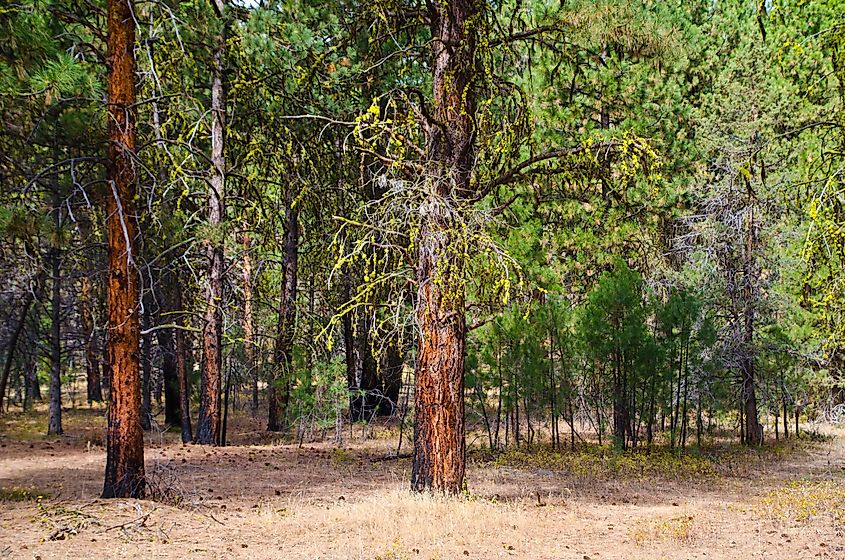Malheur National Forest, Oregon.