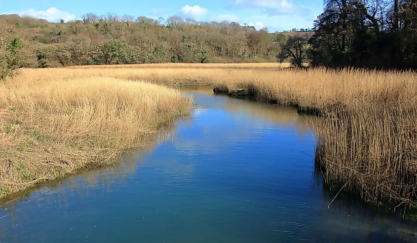 View towards River Tamar near Cotehele