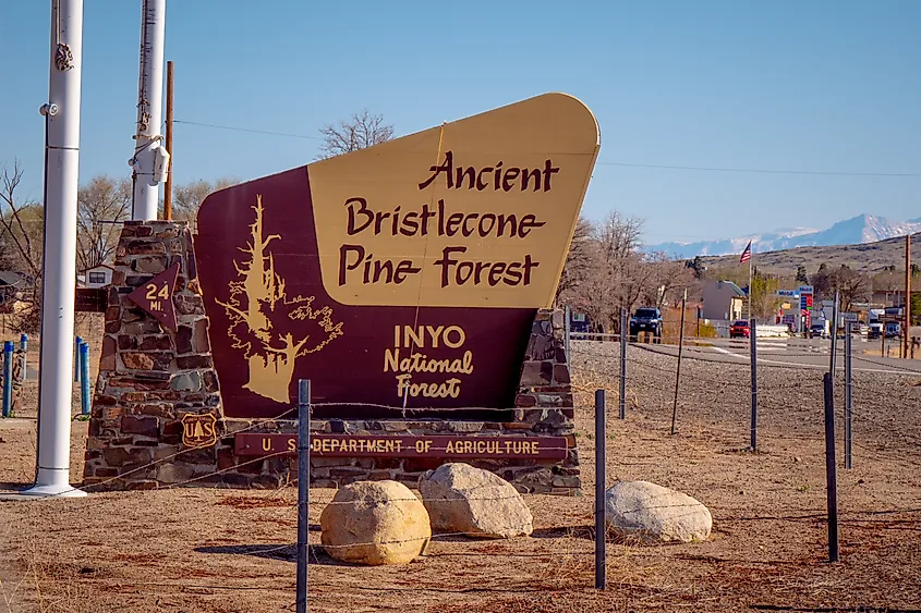 Ancient Bristlecone Pine Forest site in California