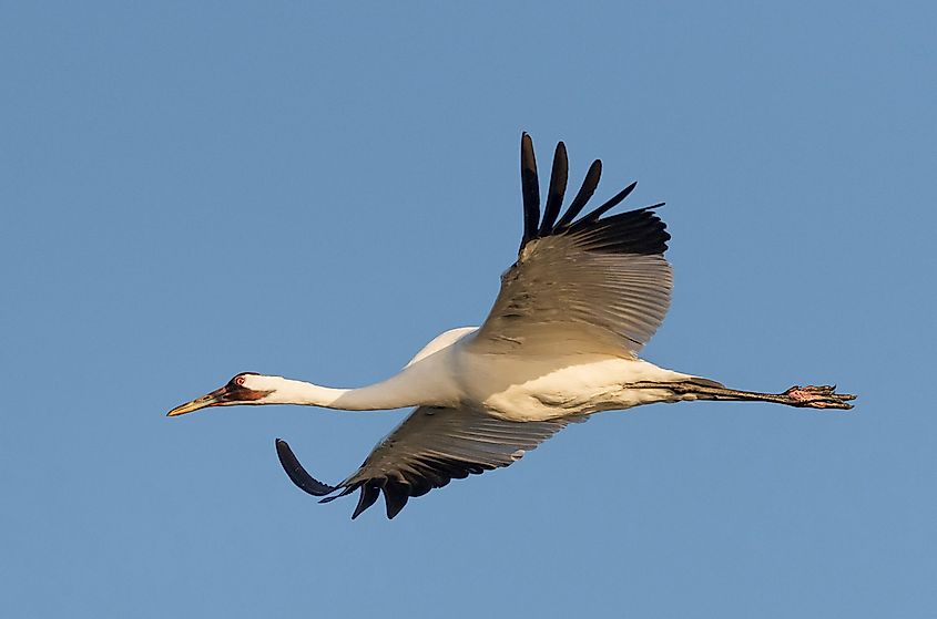 A whooping crane flying over Fort Peck Lake.