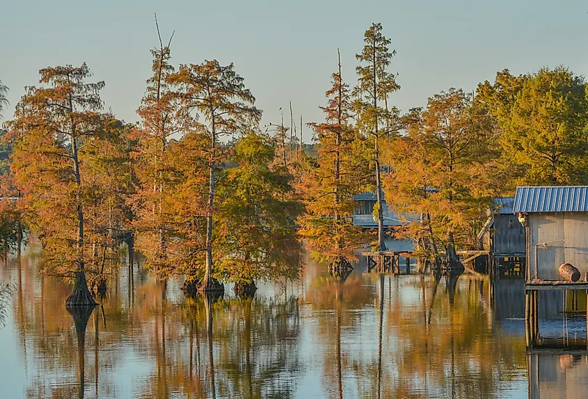 A boat house among Bald Cypress trees along the shoreline of Lake D'Arbonne, in Farmerville, Louisiana.