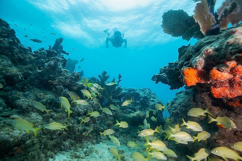 A diver exploring the Florida reef.
