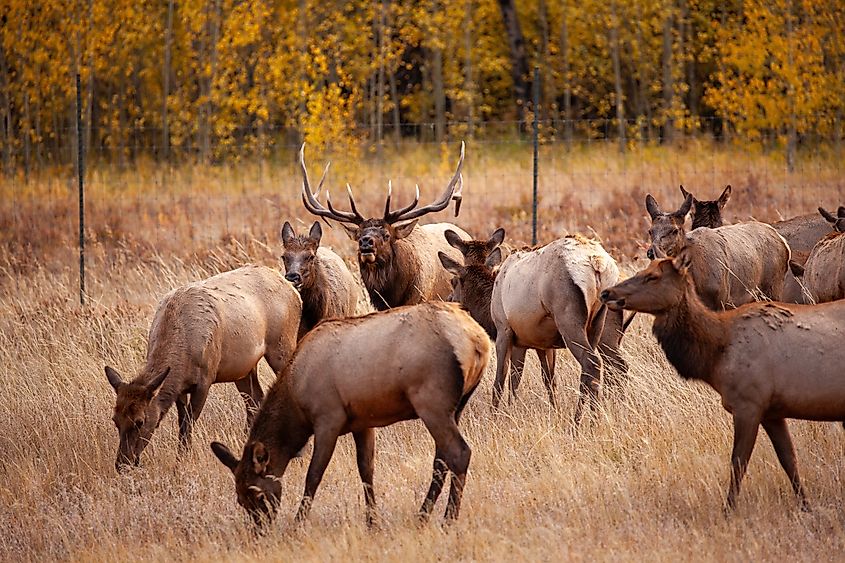 Rutting Elk in Beaver Meadows, Rocky Mountain National Park.