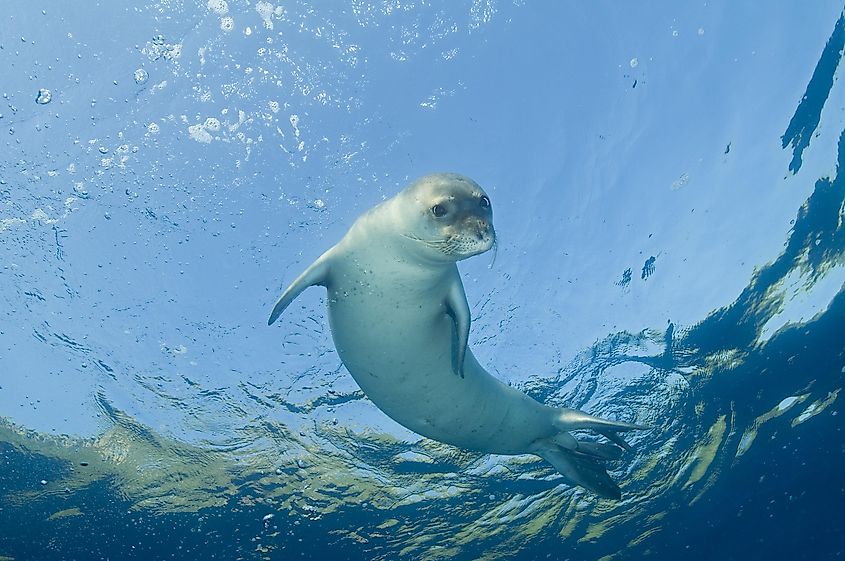 Mediterranean monk seal