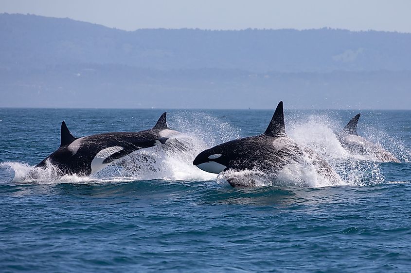 orcas in the Salish Sea