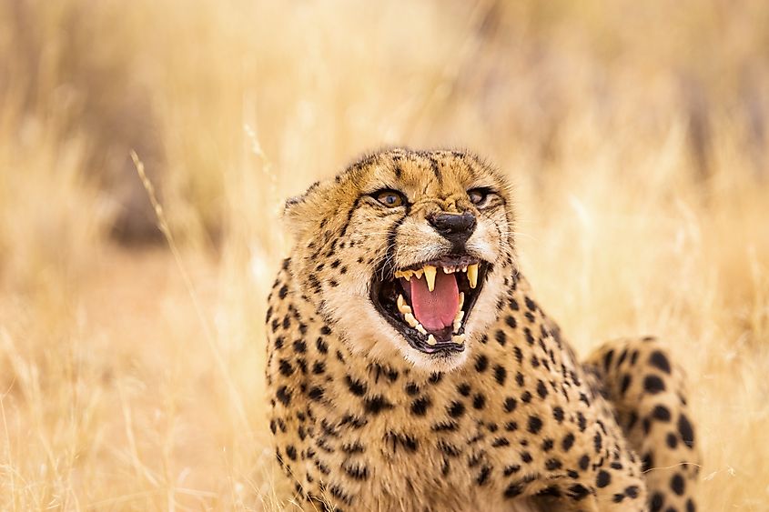 A cheetah hissing in anger.