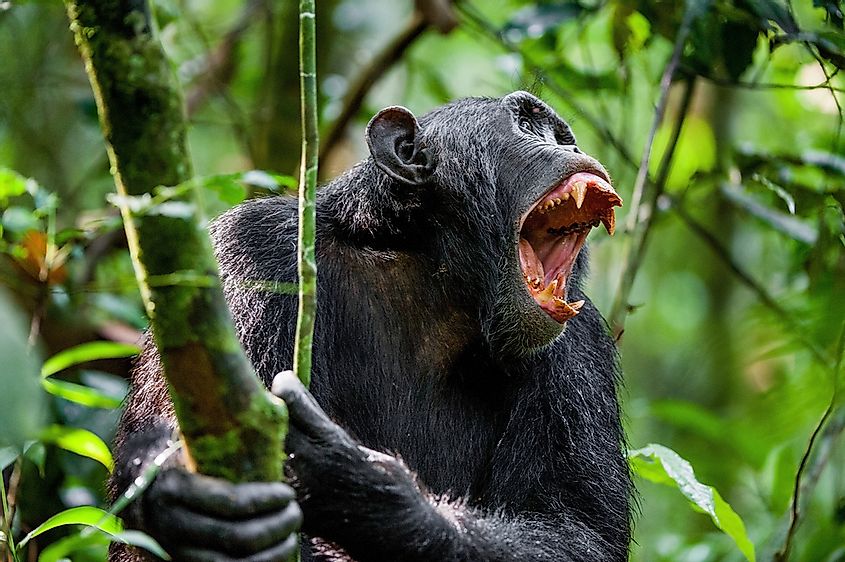 Not only that but since the Kasakela were forced to move north, they were constantly being attacked by a fourth chimpanzee community called the Mitumba.