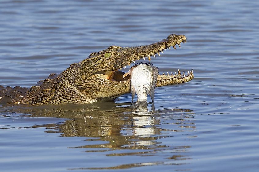 Nile crocodile is a hypercarnivore