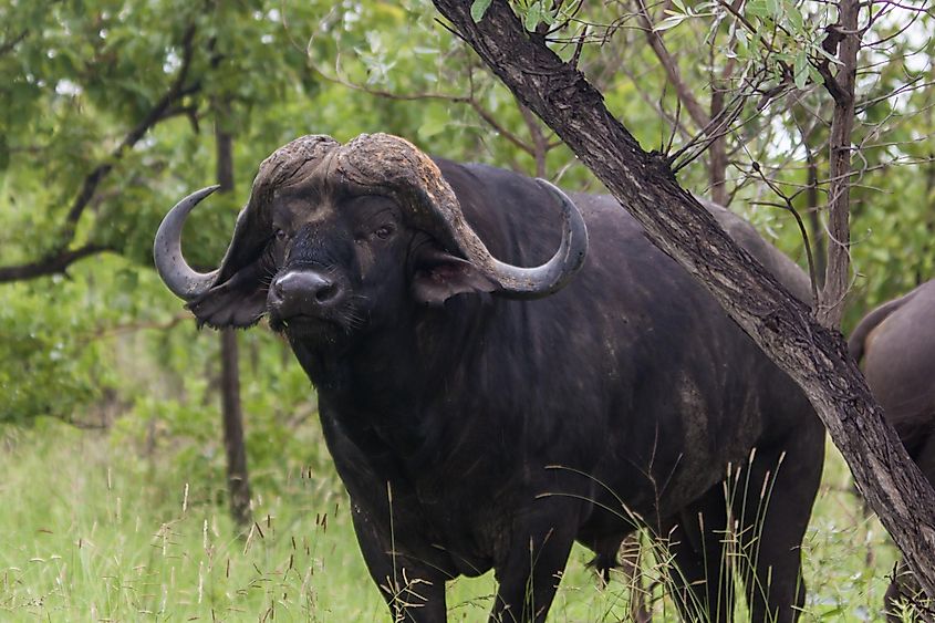 Ufrugtbar montage Plante Cape Buffalo Facts: Animals of Africa - WorldAtlas