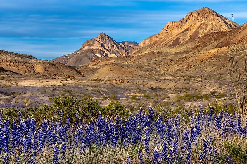 Blue bonnets along Ross Maxwell Scenic Drive in Big Bend National Park, Texas.