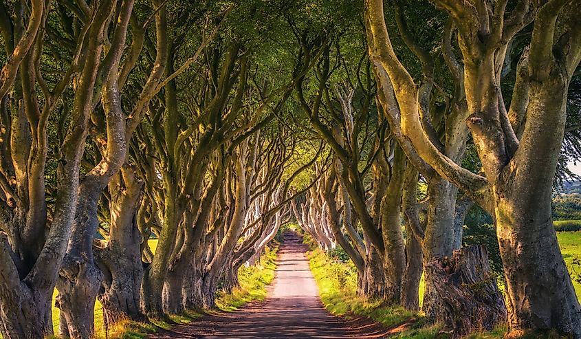 Road through the Dark Hedges tree tunnel at sunset in Ballymoney