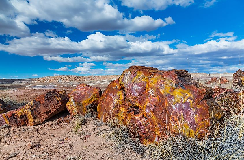 Petrified wood at the badlands of the Petrified Forest National Park in Arizona state of the United States of America, North America