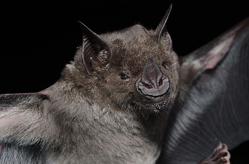 greater spear nosed bat
