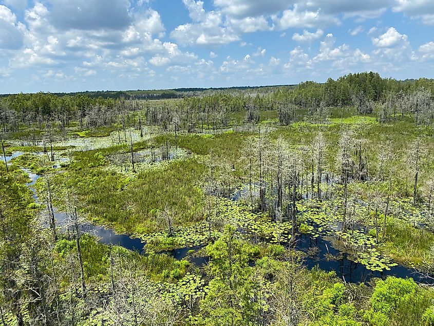 Grand Bay Wildlife Management Area.