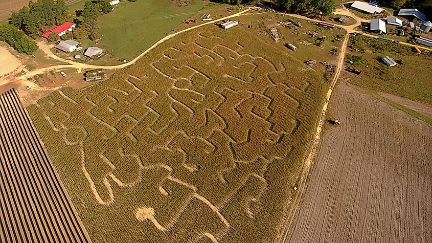 A large corn maze in North Carolina.