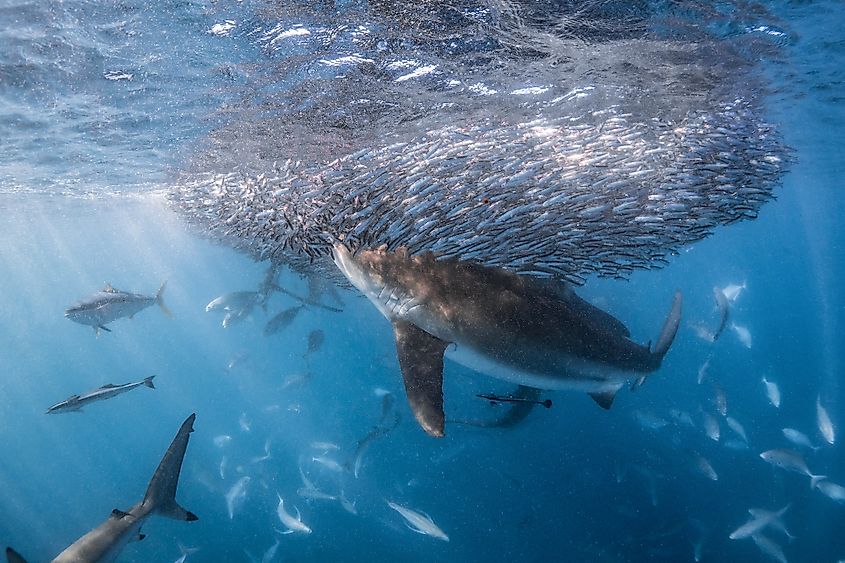 Ningaloo reef marine life