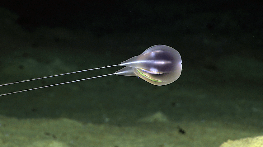 By NOAA Office of Ocean Exploration and Research, Exploring Puerto Rico's Seamounts, Trenches, and Troughs - https://oceanexplorer.noaa.gov/okeanos/explorations/ex1502/logs/apr28/apr28.html, Public Domain, https://commons.wikimedia.org/w/index.php?curid=168196412