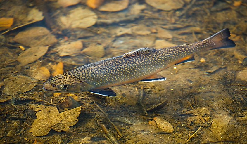 Top view of brook trout, Salvelinus fontinalis, in water.