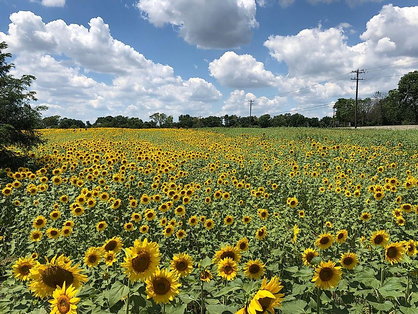 Sunflower field in Mason, Ohio.